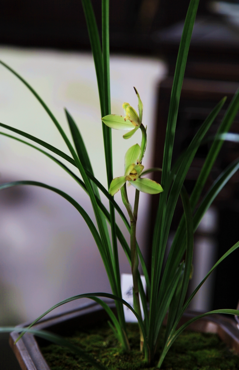 飞花令主题兰评论中写出带有兰的诗句