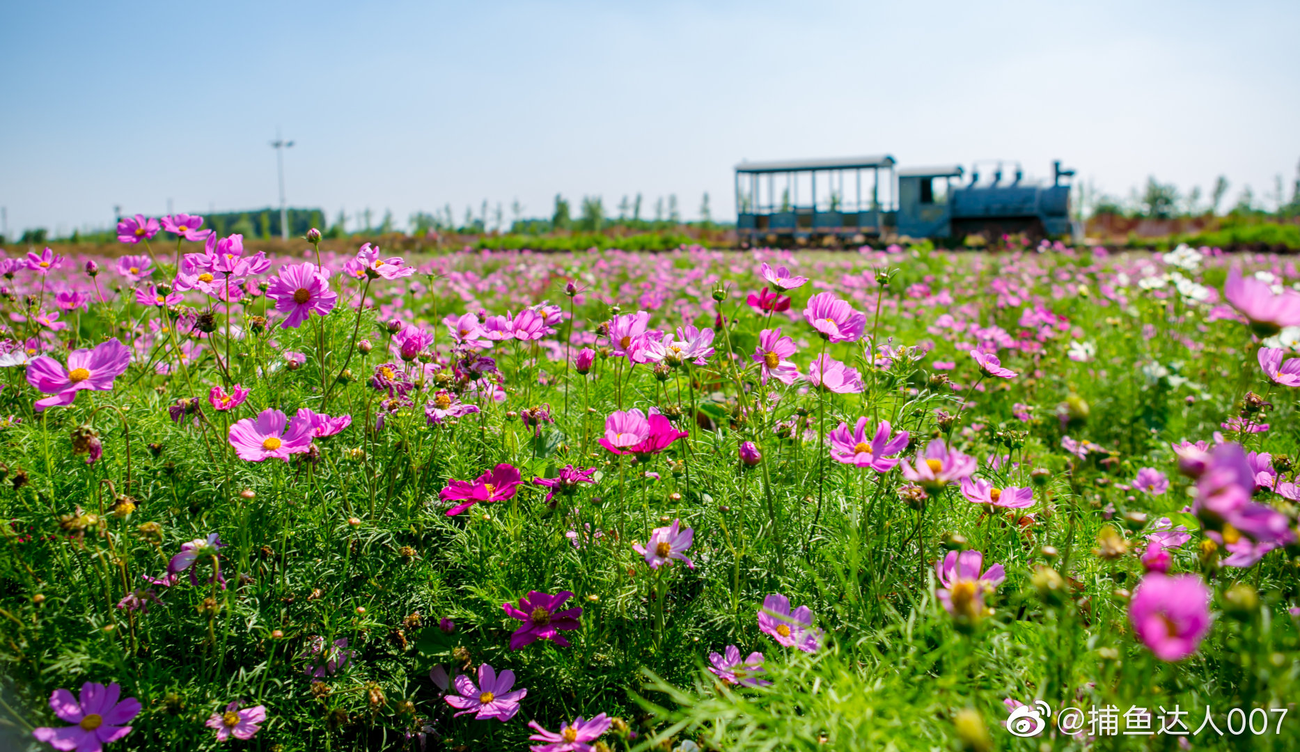 紫缘香草园@新浪山东 @浪部落 @济南市文化和旅游局 @中国摄影师联盟