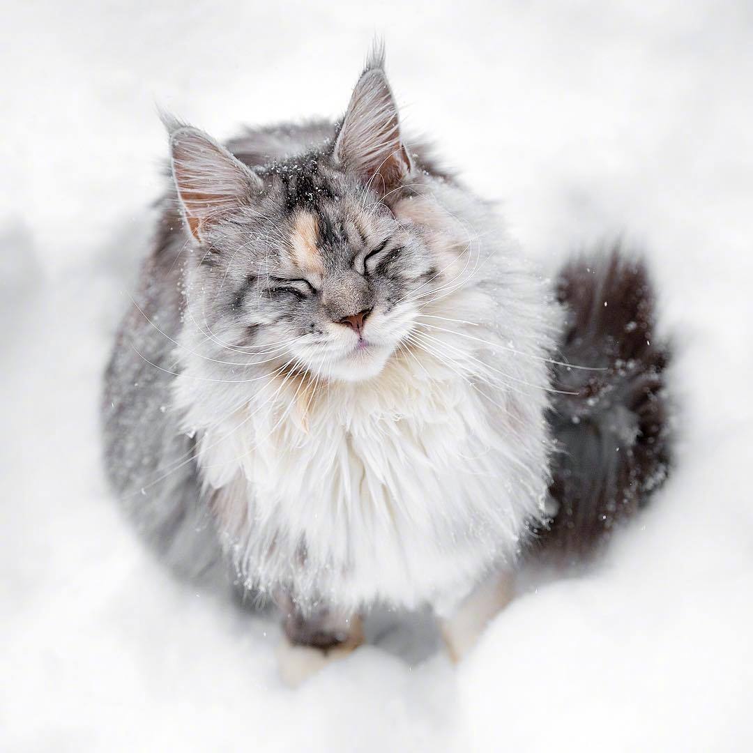 来自俄罗斯的tiara,战斗民族的猫也是威风凛凛的样子