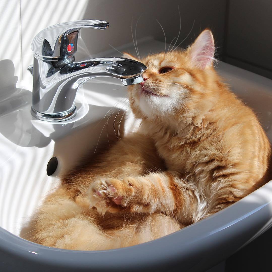 猫咪不爱喝水有这些原因铲屎官要帮助猫咪养成多喝水的好习惯