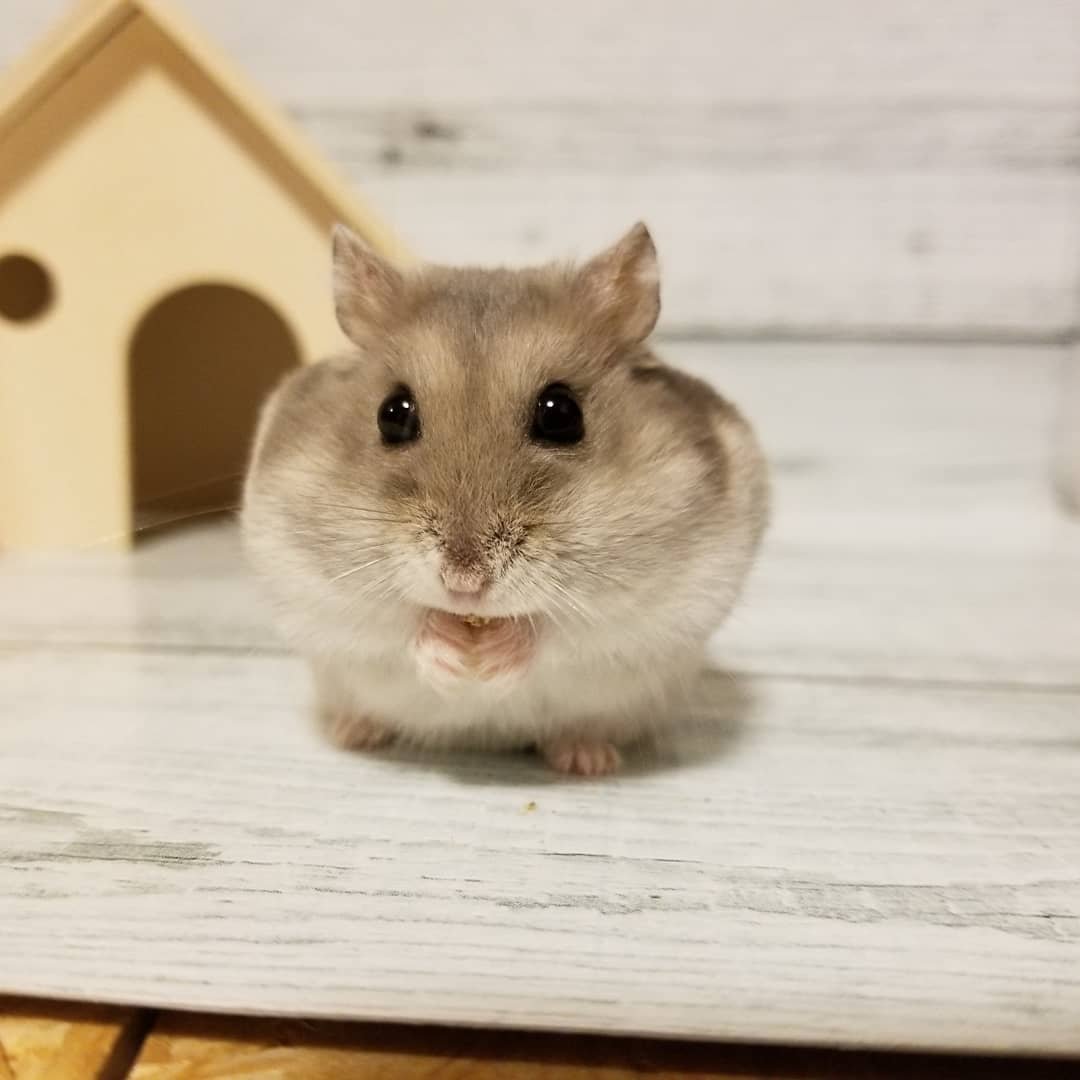 仓鼠不会因为没有伙伴而感到寂寞养宠物最忌讳的就是将其拟人化