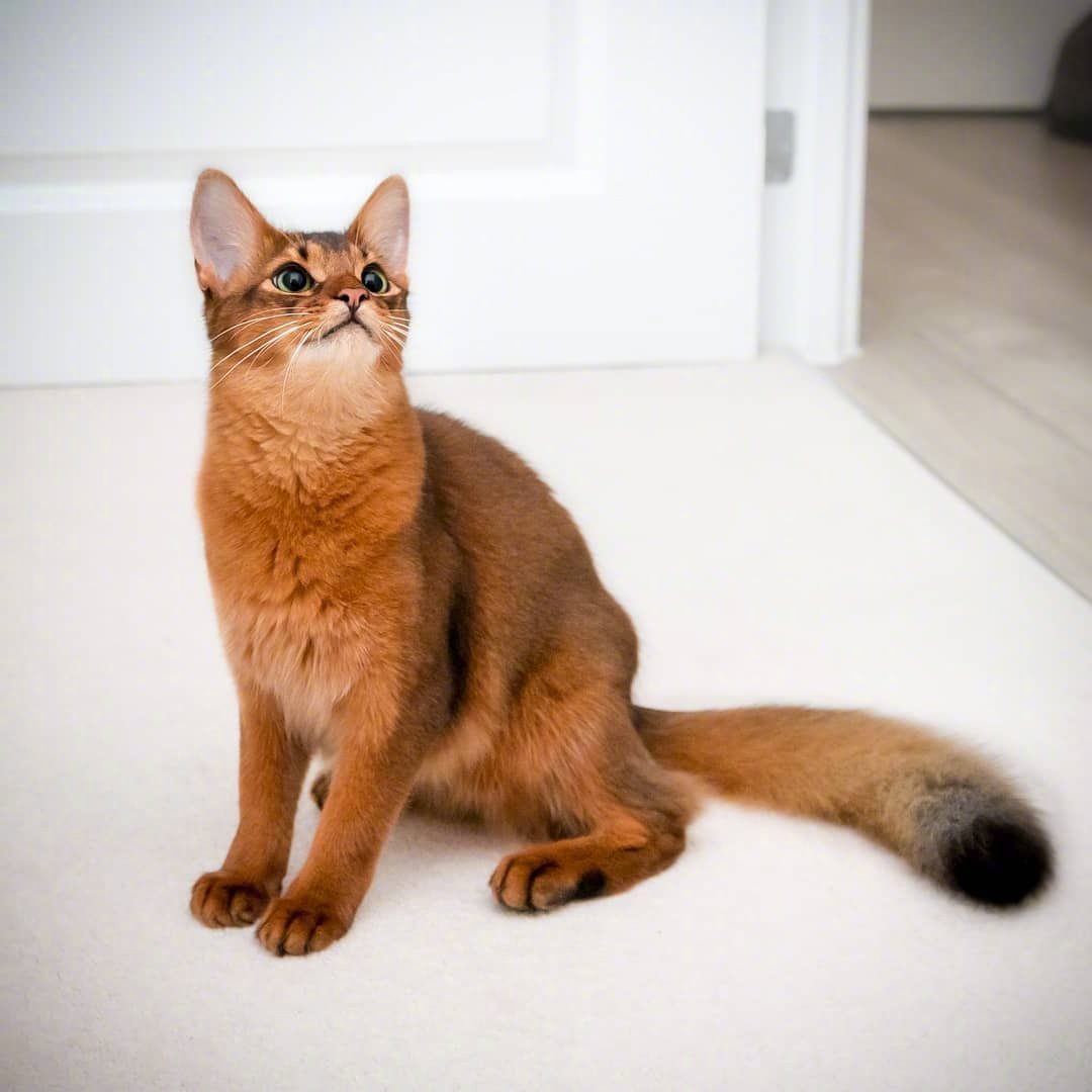 errol是一只索马里猫,这颜值简直过分了|索马里猫|喵星人|星球_新浪新