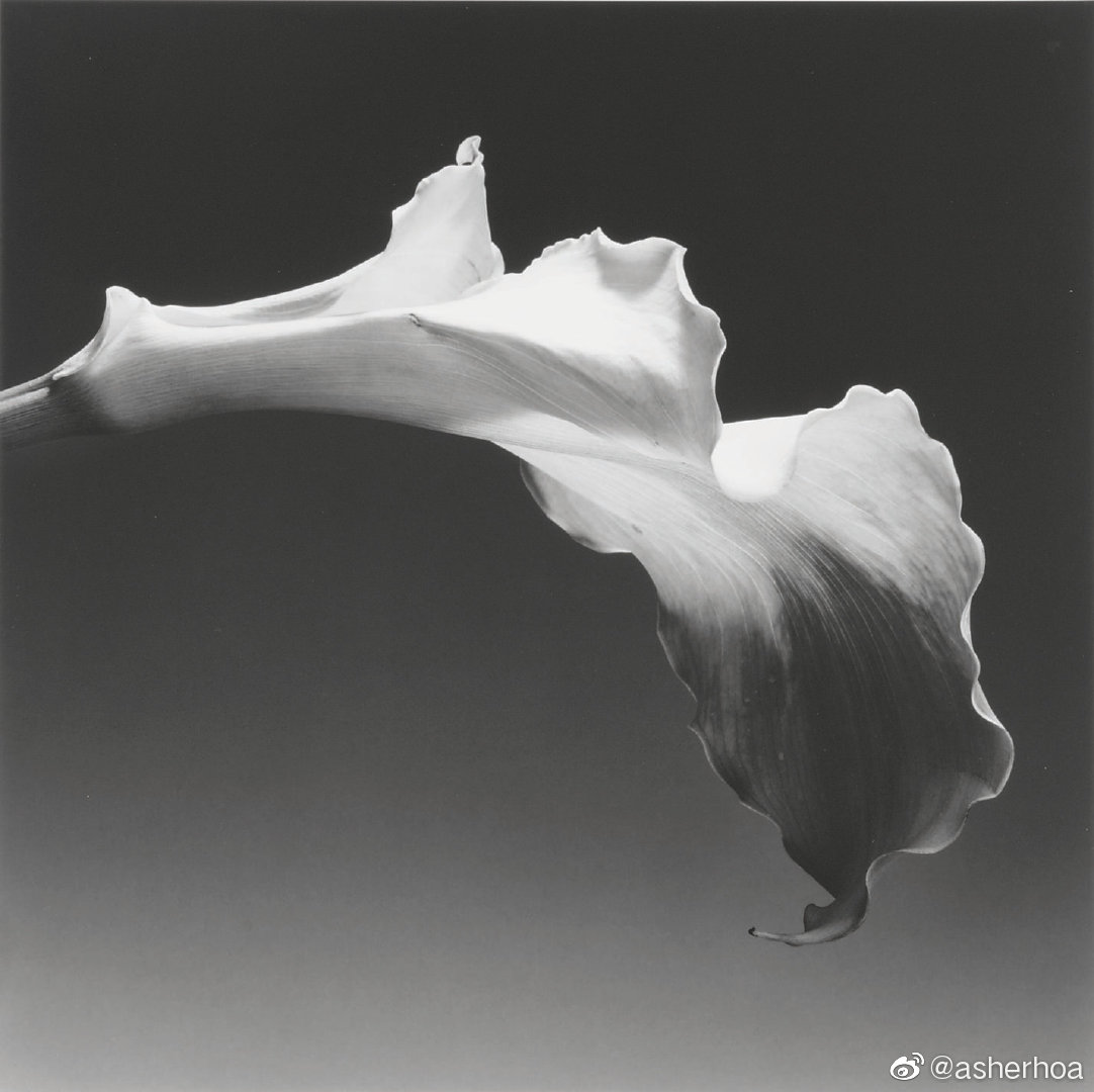 美国摄影师罗伯特梅普尔索普robertmapplethorpe