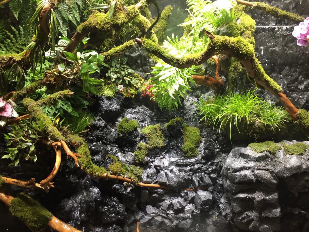 长沙大型生态雨林缸制作流程分享!室内风水好装饰