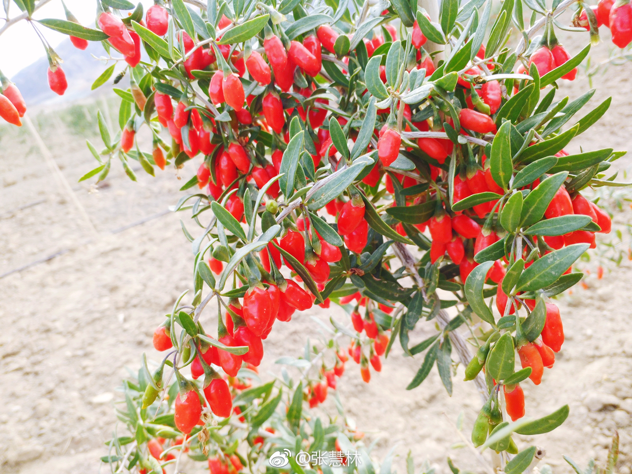 构杞的功效与用法？