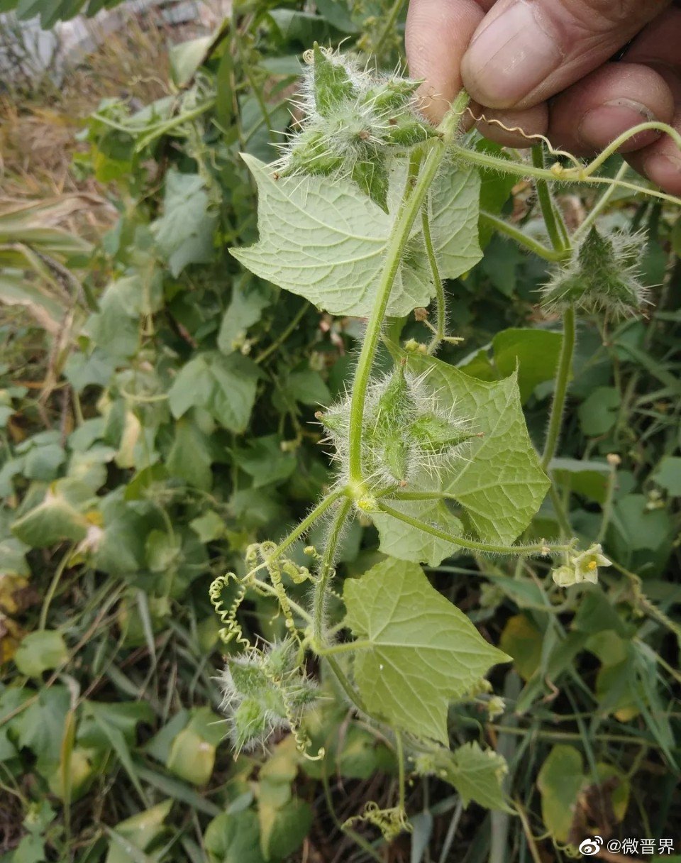 山西发现危害巨大的外来入侵植物—刺果瓜