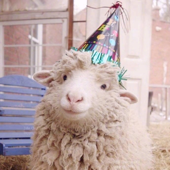 一组可爱的羊咩咩头像