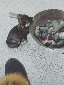 宠物狗中华田园犬泰迪犬比熊犬哈士奇烤着烤着狗狗就舒服的睡起了觉