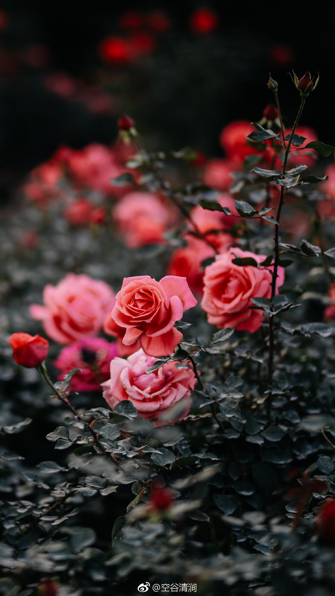 花卉艳容芳姿月季花