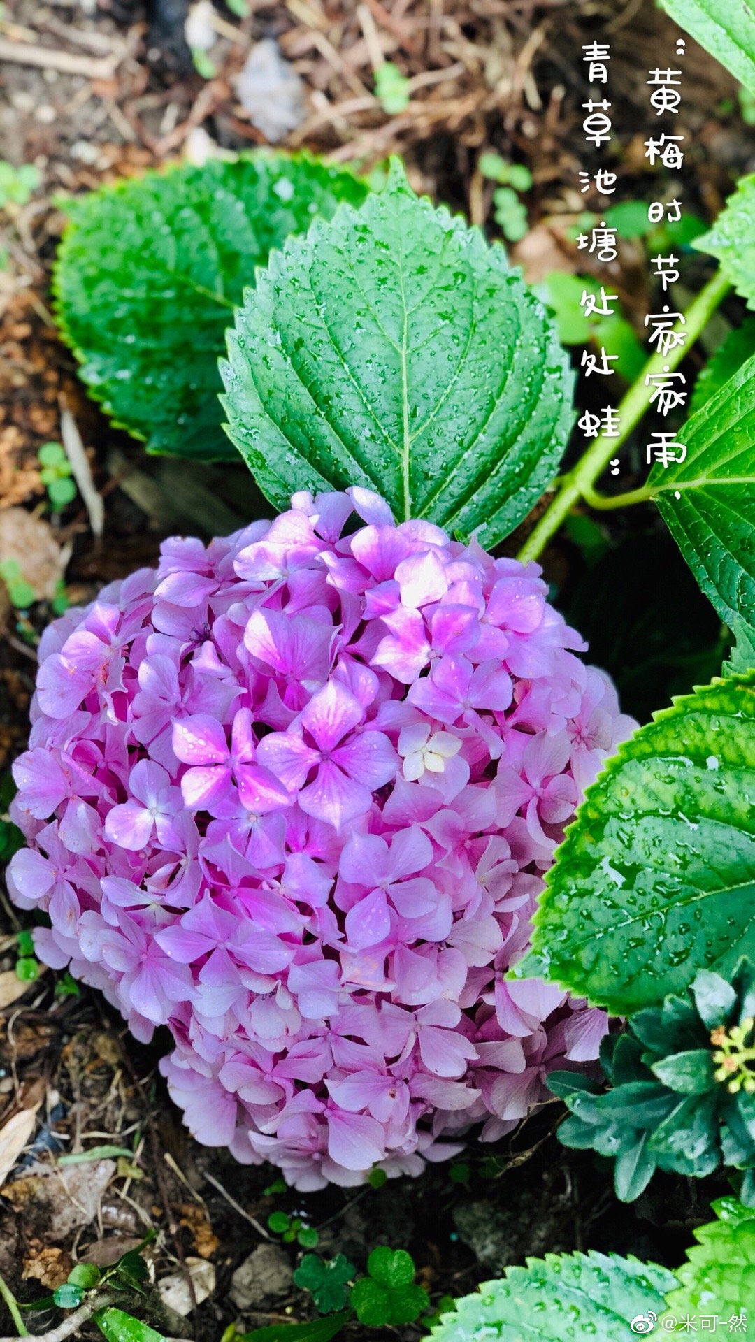 今日芒种