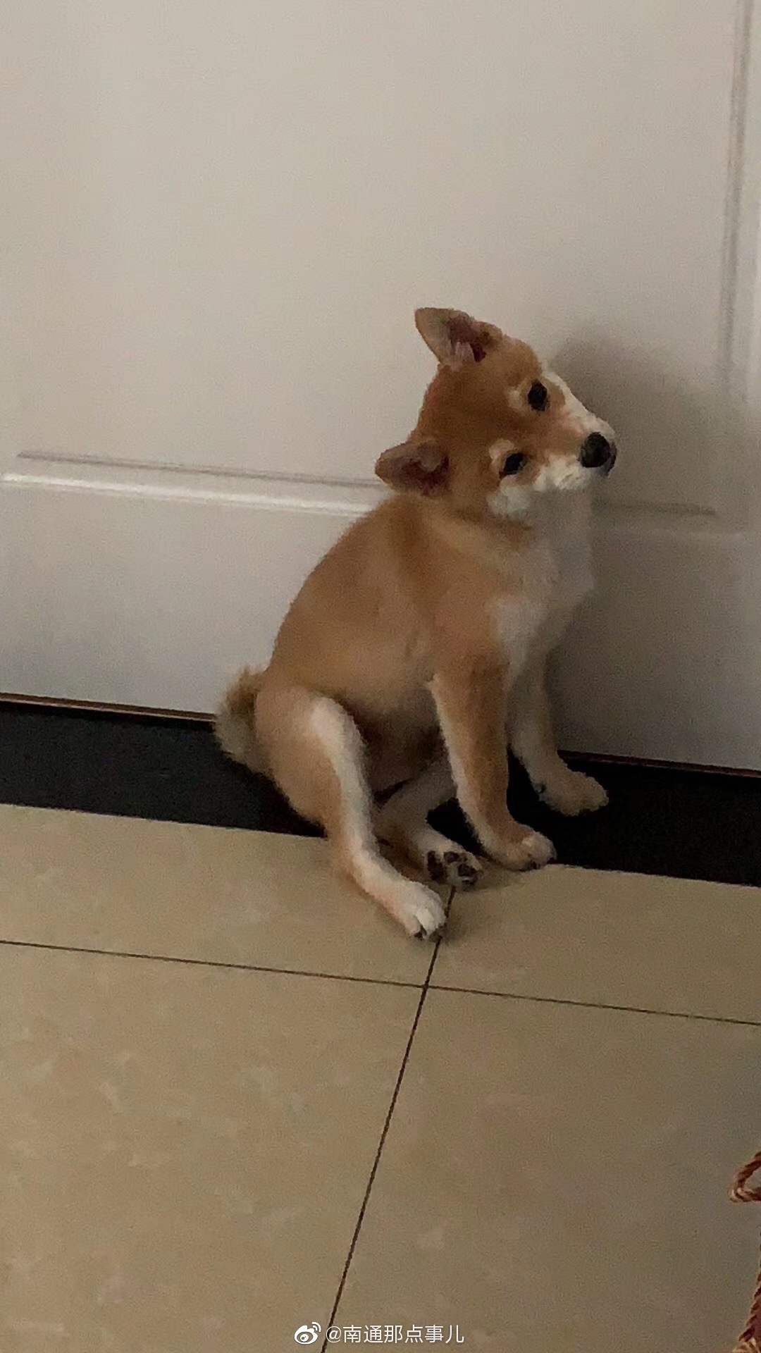 爱犬旺财黄色柴犬四个月大七月十八日早晨在城南新村走失