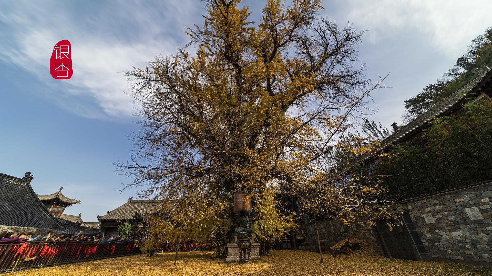 最美西安千年银杏树,这棵银杏树距今约1400多年的历史了