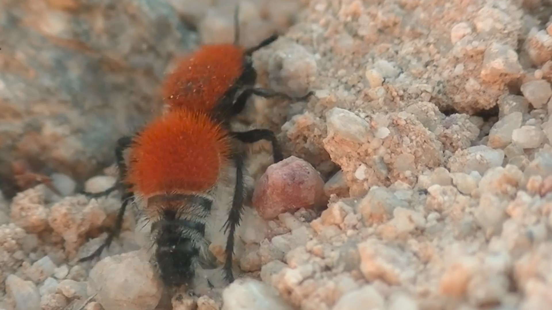 绰号"牛杀手"的蚁蜂有多可怕?疼痛似机枪扫射,老外作死实验!