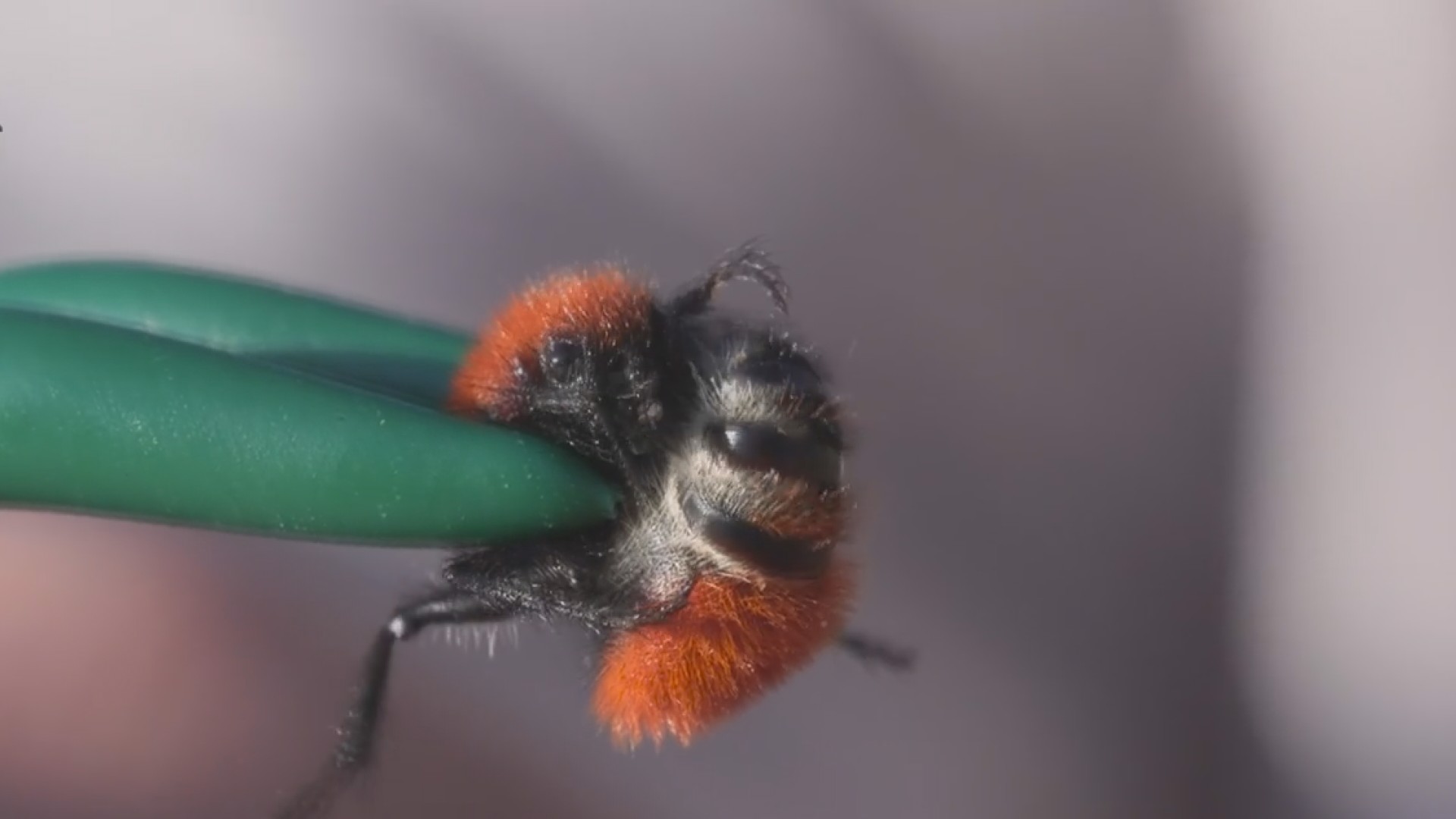 绰号"牛杀手"的蚁蜂有多可怕?疼痛似机枪扫射,老外作死实验!