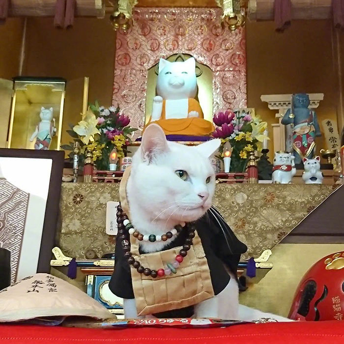 日本的猫神社