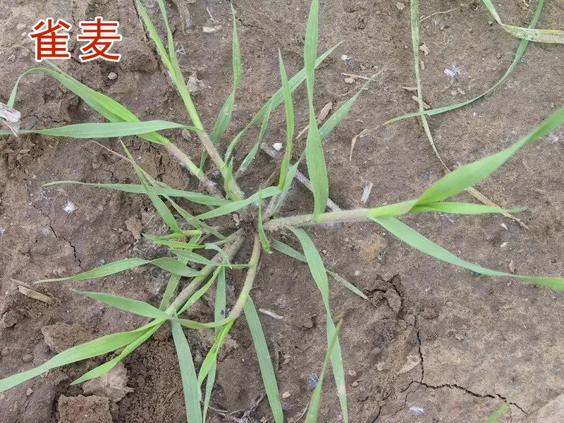 野燕麦,雀麦和节节麦难防治?除草剂抗性大?农户们该怎么办?