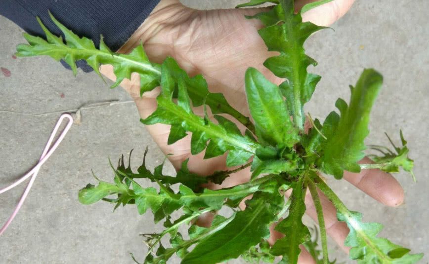 路边这种野菜竟被当野草一斤种子要卖120元撒土里就能活