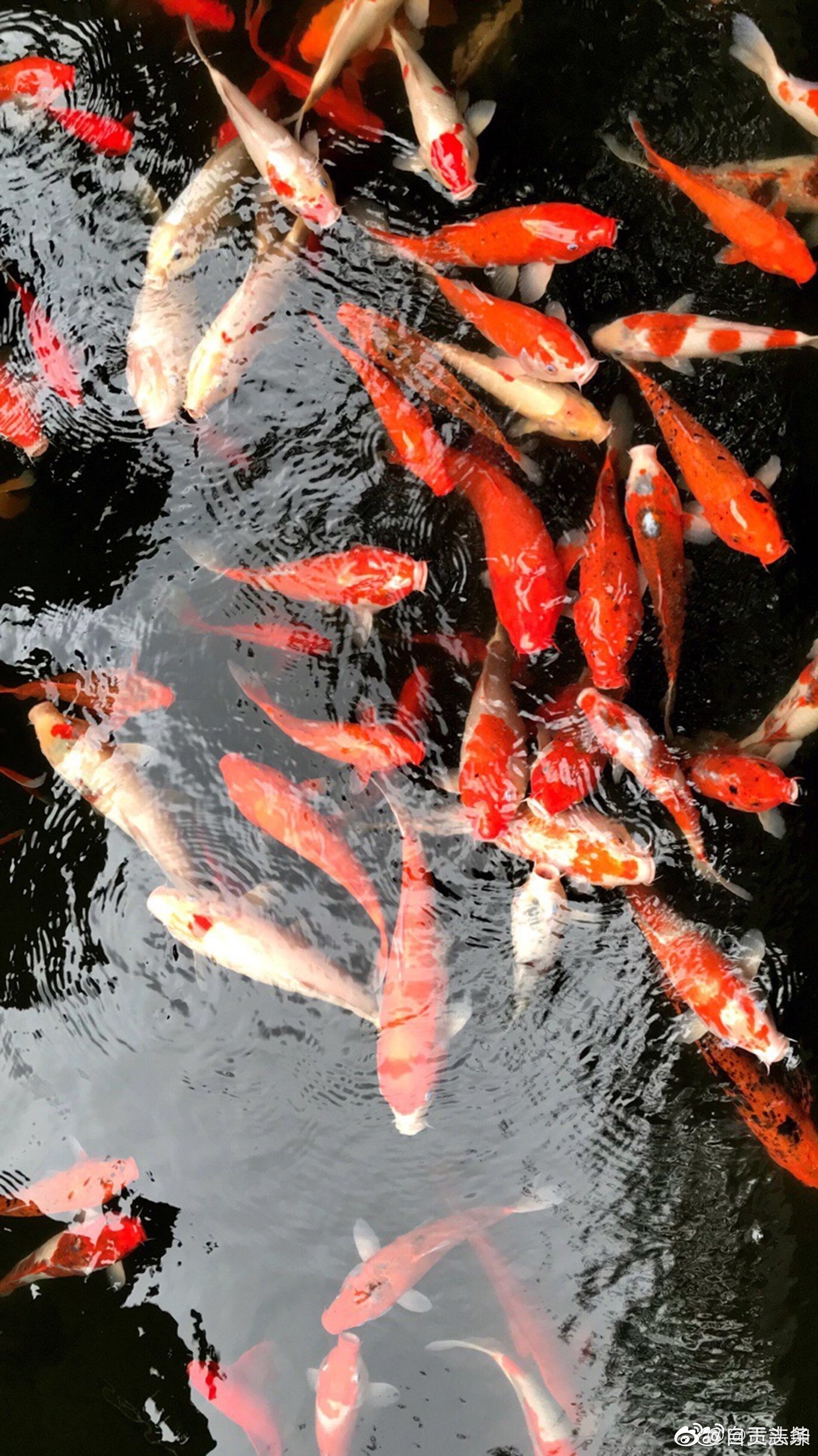 2019高考倒计时10天,点赞锦鲤!高分上岸!