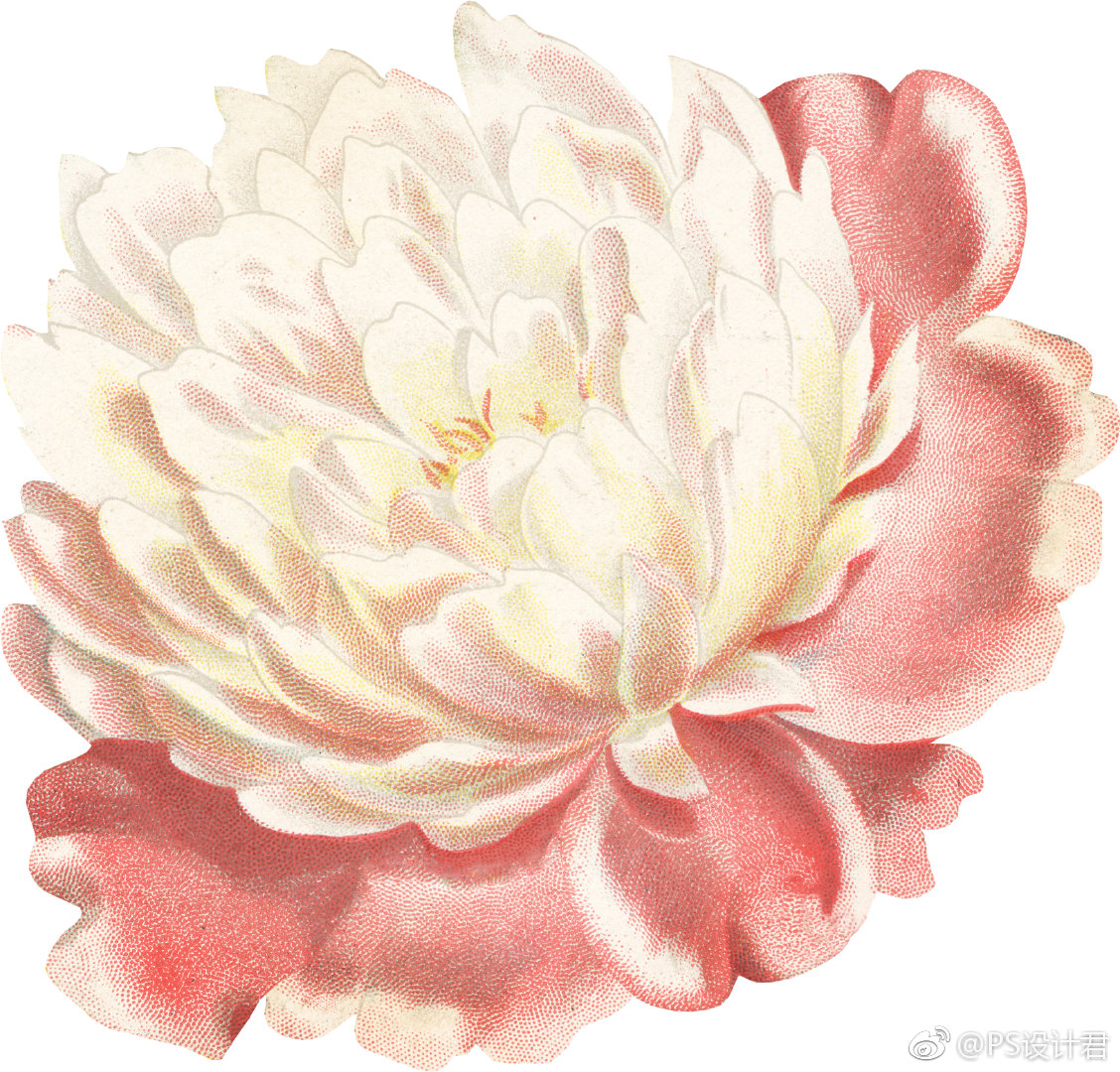 复古植物花朵png格式素材 保存后可直接photoshop使用 复古植物花朵png格式素材 保存后可直接photoshop使用