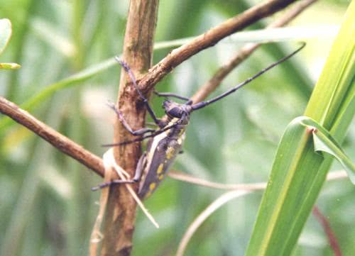 农村给这种虫子叫锯木郎, 看到后一定不要放过它