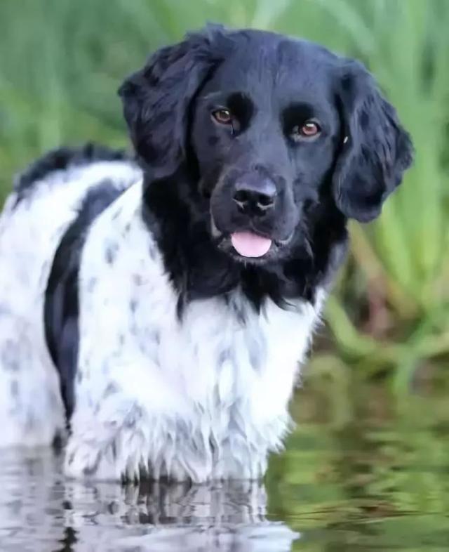 斯塔比嚎犬是生活在荷兰的一种罕见狗狗,它们非常有才华,所以以前很多