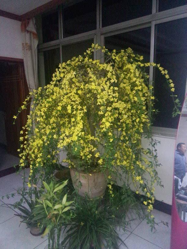 迎春花怎么养这样修剪开爆小院还能延长花期