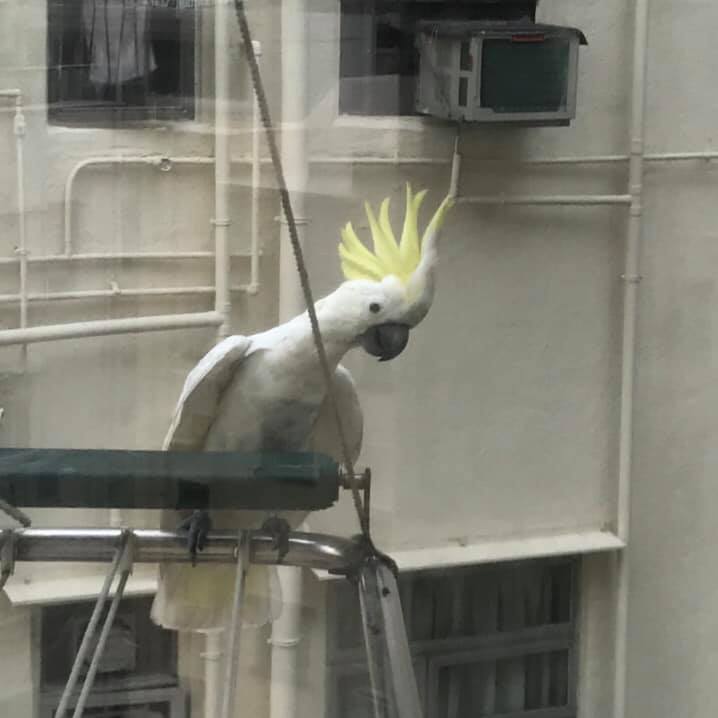 香港的西环 经常看到野生的小葵花凤头鹦鹉 在香港的跑马地 香港的西环 经常看到野生的小葵花凤头鹦鹉 在香港的跑马地