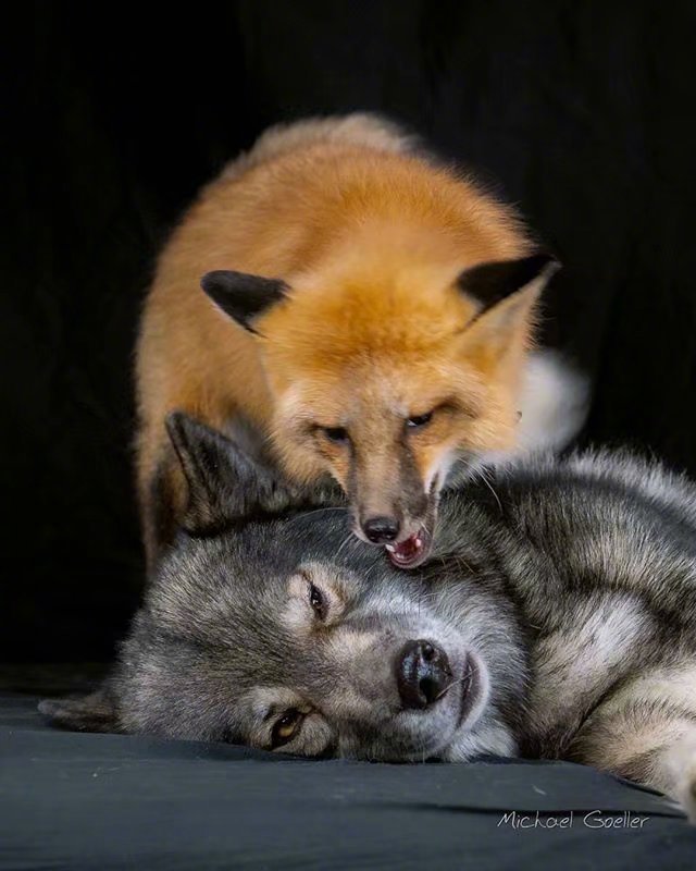 赤狐和塔马斯堪狼犬 疯狂撩拨 Ins Ninja Vom Wolfstor