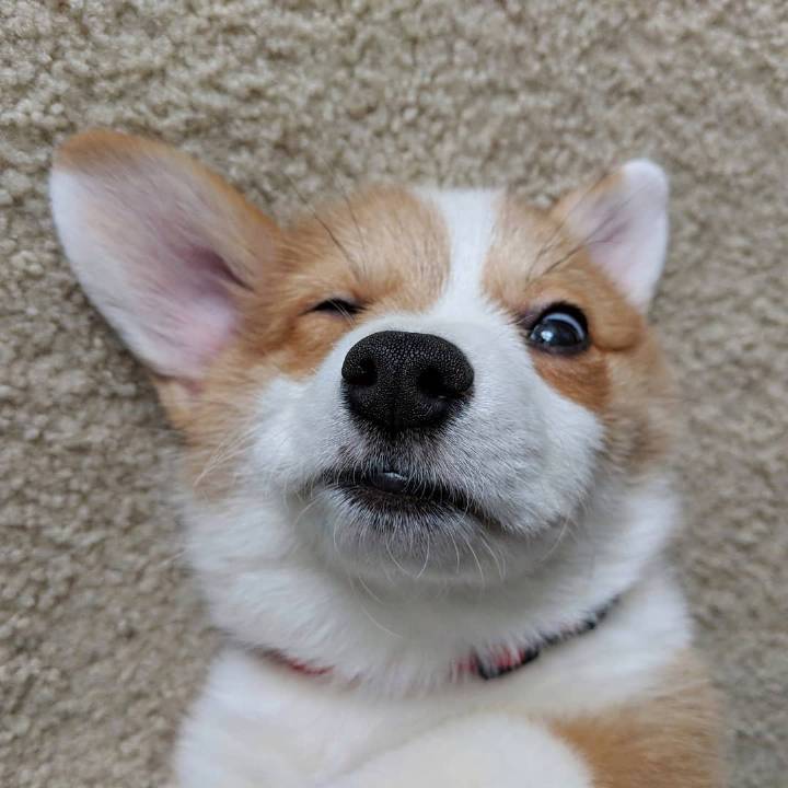 歪头吐舌头眨眼这只柯基天生是模特