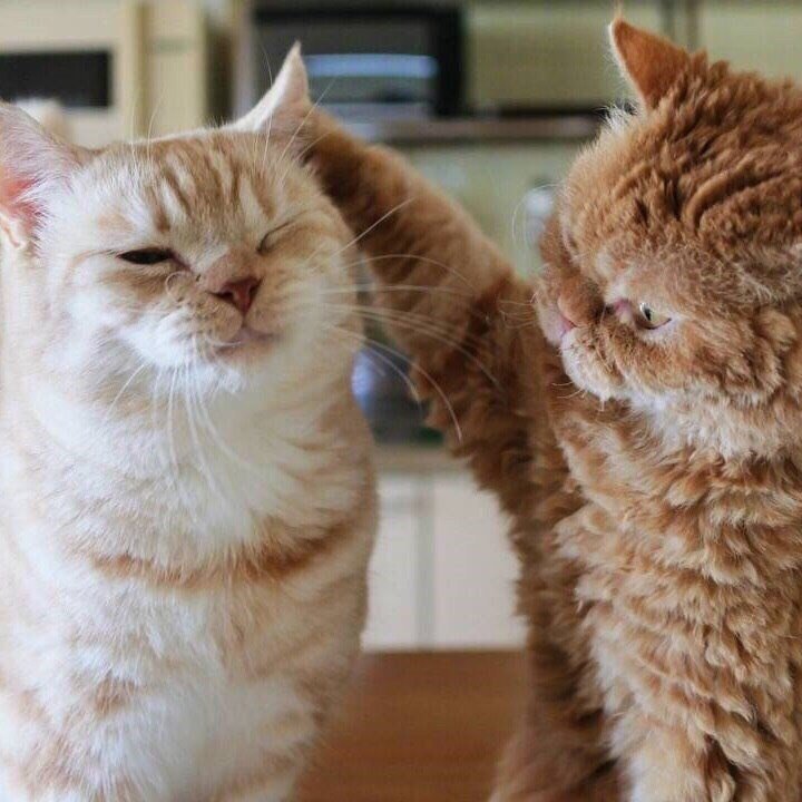 别生气了摸摸头