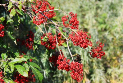 山上一种有马尿骚味臭树,过去农民拿来当柴烧,殊不知是风湿良药