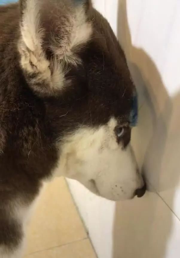 二哈面壁思过,动作老实,但是这个小眼神内心戏太多