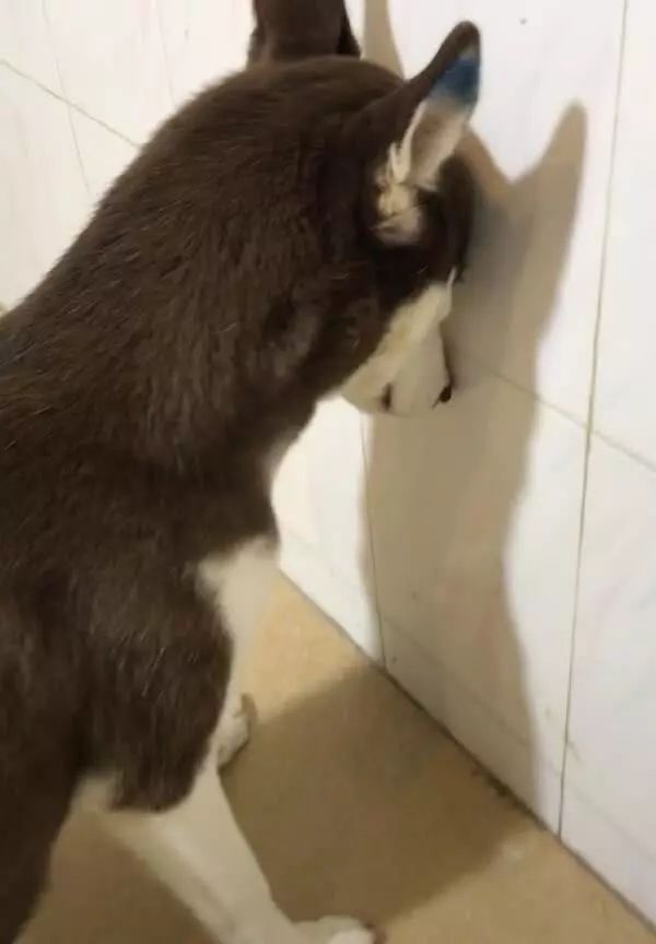 二哈面壁思过,动作老实,但是这个小眼神内心戏太多