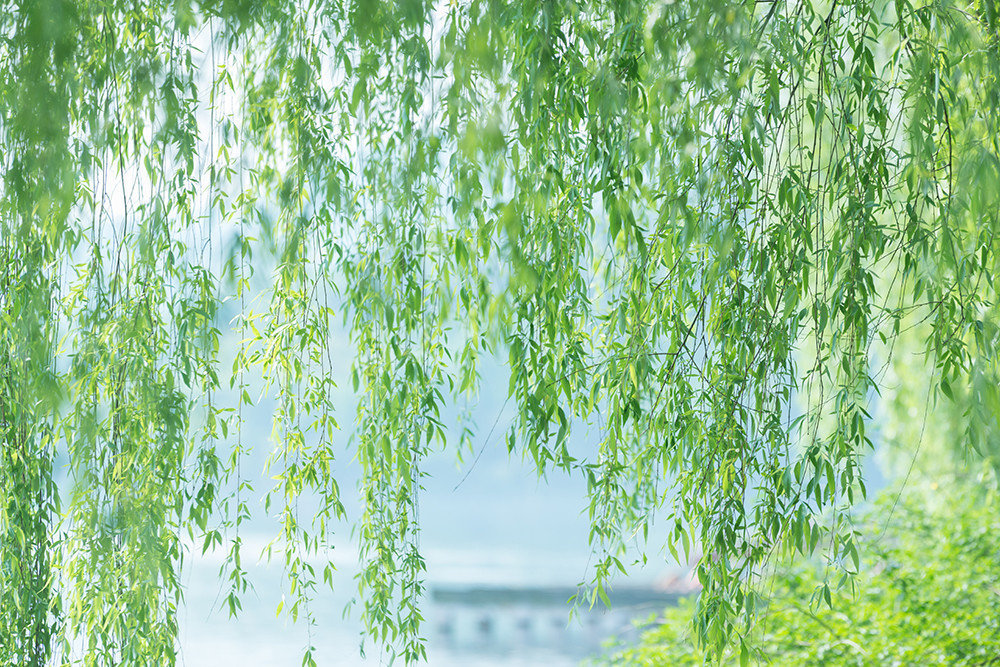 草长莺飞二月天，拂堤杨柳醉春烟。图 | @旅游播报
