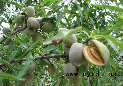 果树管理:扁桃高产栽培要注意哪些问题?