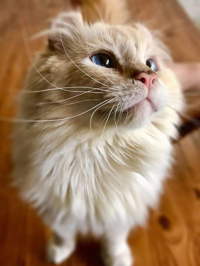 猫界特别粘人的小棉袄拥有一双卷起来的耳朵初看还以为是猴子