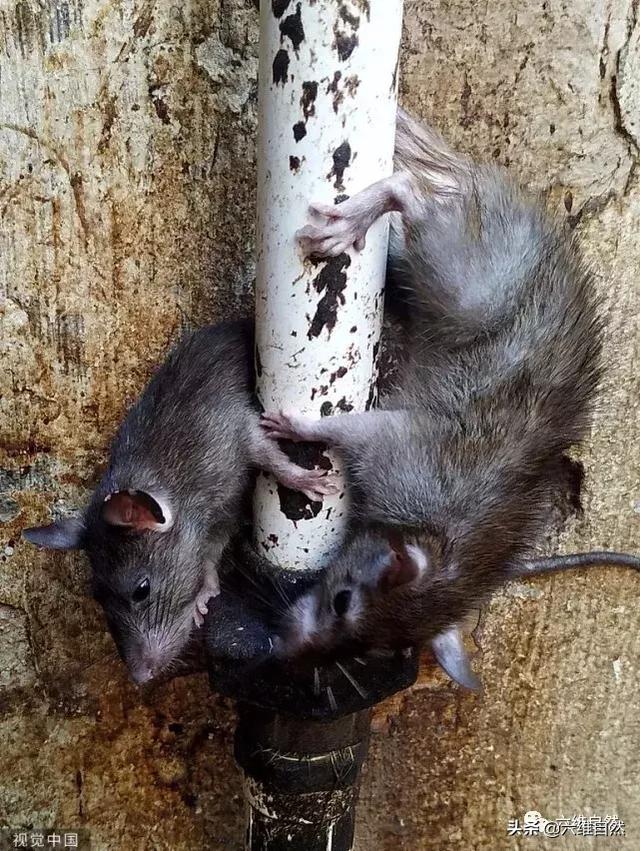 老鼠最安全的地方印度克勒妮玛塔神庙老鼠有吃有喝还被人敬拜