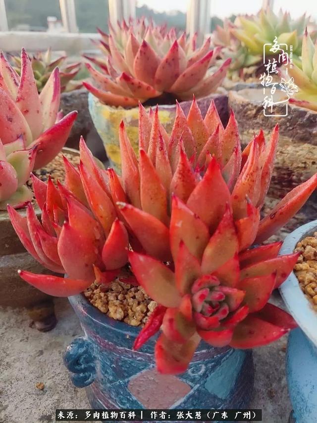 从入坑到建温室大棚,非常庆幸让我遇见多肉这个物种