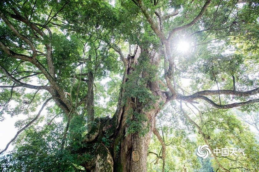 历经千年风雨仍屹立不倒 俯瞰世界最大千年金丝楠木群|金丝楠木|古树|风雨_新浪新闻