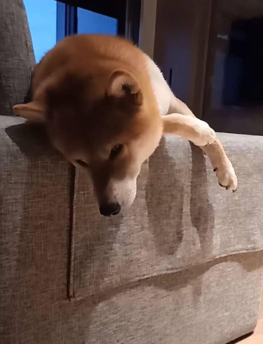 柴犬清早就开始瘫沙发, 一副厌世的表情, 思考狗生如何度过