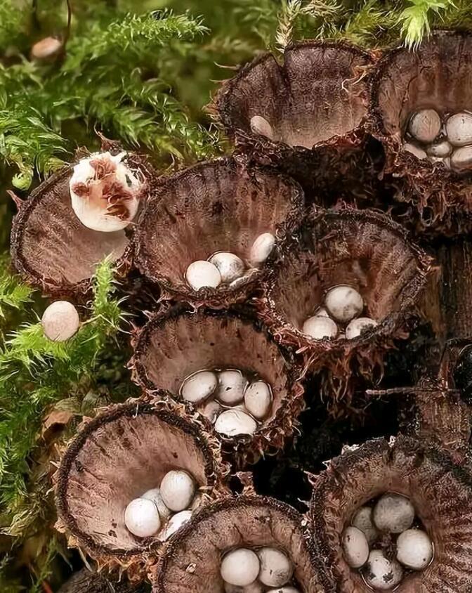 6,隆纹黑蛋巢菌在中国许多地区都有生长,记载可药用.