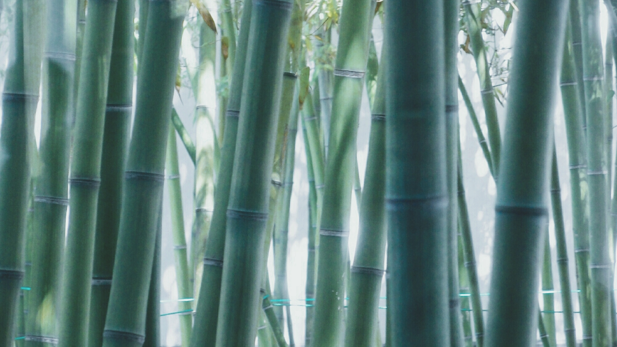 竹博园史上最全的竹子种类喜欢的收藏