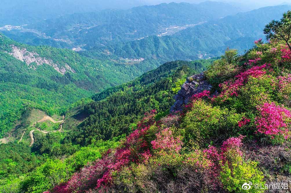 金寨长岭摸云山尖海拔一千二百多米杜鹃花还有几天怒放
