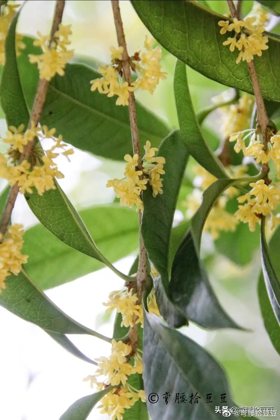 阳春三月桂花香