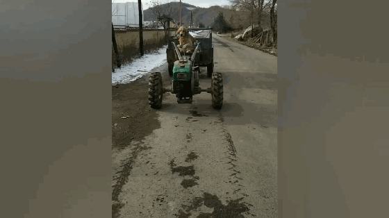 金毛开手扶拖拉机,车声隆隆吓跑小朋友,金毛:叫我全能狗