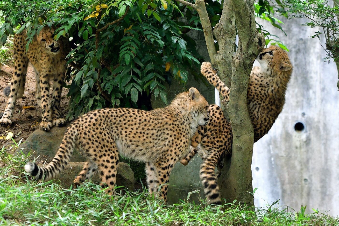 多摩动物园的调皮豹子被树杈夹住啦