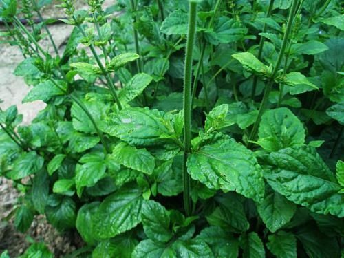 价值无法估计的野草却在农村随处可见农民们却不以为然