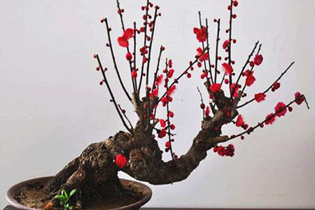 庭院铁梅花的养护方法