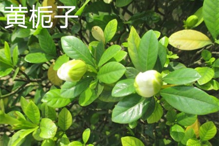 水栀子和黄栀子应该如何去辨别