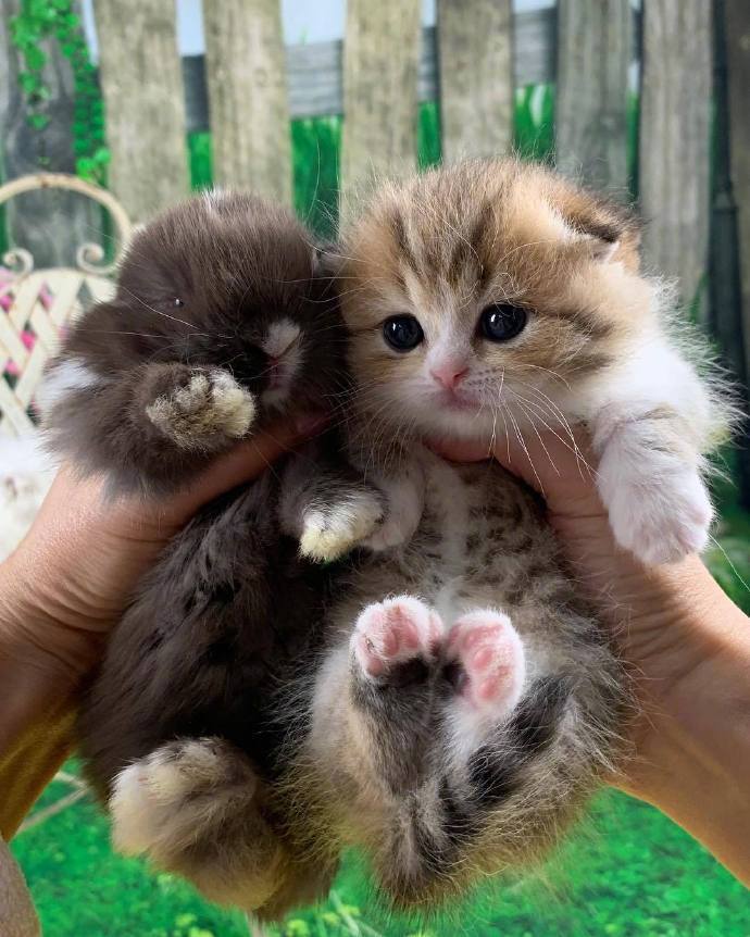 小猫咪跟小白兔合照._高清图集_新浪网